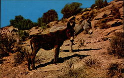 Sweethearts of the Desert Postcard