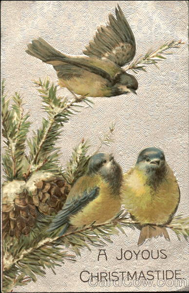 Three Birds Perch On Pine Branches Christmas