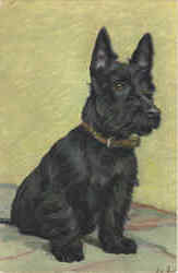 Scottish Terrier Postcard