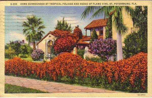 Home w/Tropical Foliage St. Petersburg Florida