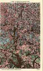 In Apple Blossom Time Postcard