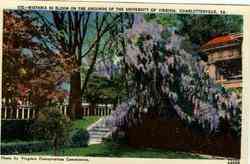 Wistaria in Bloom on Grounds of University of Virginia Charlottesville, VA Postcard Postcard