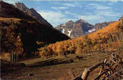 Maroon Bells, Aspen, And Cattle Colorado Rockies Scenic, CO Postcard Postcard