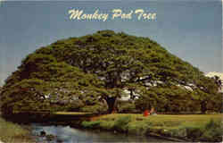 Hawaiian Monkey Pod Tree Postcard