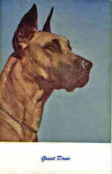 Great Dane Dogs Postcard Postcard