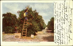 Picking Oranges in California Scenic, CA Postcard Postcard