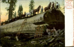 A Logging Team On A Falled California Giant 26 Feet On Diameter Postcard