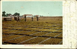 FRUIT DRYING in California Scenic, CA Postcard Postcard