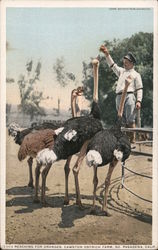 Reaching for Oranges, Cawston Ostrich Farm Postcard