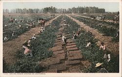 Drying raisin grapes in California Postcard