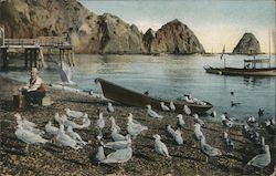 Sea Gulls at Avalon Postcard