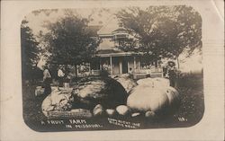 Fruit Farm in Missouri - Giant Vegetables Postcard Postcard Postcard