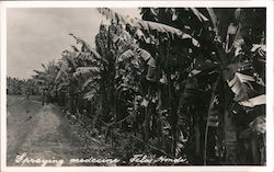 Spraying Fertilizer or Herbicide Tela, Honduras Postcard Postcard Postcard