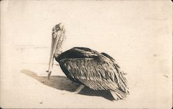 Pelican Birds Postcard Postcard Postcard