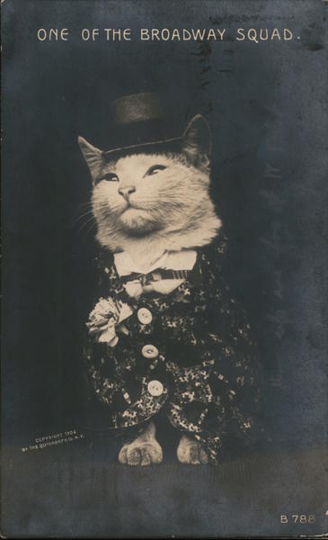 One of the Broadway Squad Cats Postcard