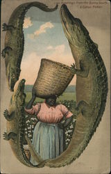 Alligator Border S640 Greetings From the Sunny South - a Cotton Picker Postcard