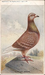 Working Homer Pigeon Birds A.J. Simpson Postcard Postcard Postcard