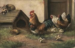 Chicken and Dogs in Barnyard Postcard