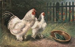 Chickens looking at a frog in a bowl Postcard