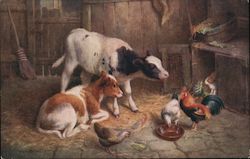 Chickens, Calves and a Rabbit Eating in a Barn Postcard