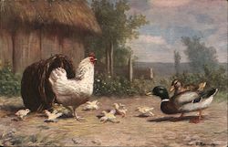 Hen, Chicks & Ducks in Yard Postcard