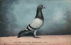 National Winner, Marennes 1907. Birds Postcard Postcard Postcard