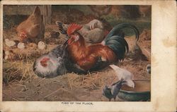 King of the Flock - Rooster with hens. Postcard