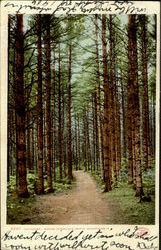 Cathedral Woods Postcard