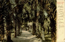 Palmetto Walk Tampa, FL Postcard Postcard