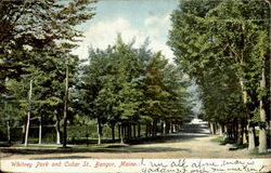 Whitney Park And Cedar St Postcard