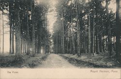 The Pines Mount Hermon, MA Postcard Postcard Postcard