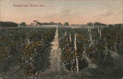 Vineyard near Wichita, Kans. Kansas Postcard Postcard Postcard