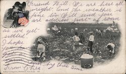 "Picking Cotton" Black Americana Postcard Postcard Postcard