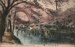 Cherry Blossoms Tokyo, Japan Postcard Postcard Postcard