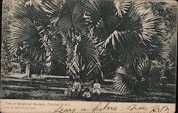 Tree in Botanical Gardens, Trinidad B.W.I. Caribbean Islands Postcard Postcard Postcard