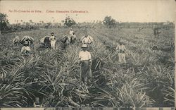 Cuban Pineapples Cultivation Postcard