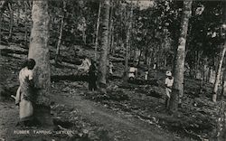 Rubber Tapping Ceylon, Sri Lanka Southeast Asia Postcard Postcard Postcard