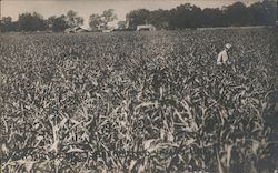 Luther Burbank in Field? Postcard