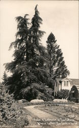 Cedar of Lebanon in Santa Rosa where Luther Burbank is buried. California Postcard Postcard Postcard