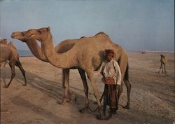 Camel and Herdsman Postcard