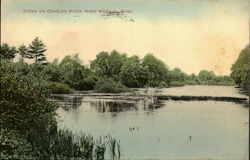 Scene On Charles River Postcard