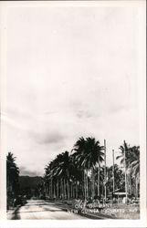 One of Many New Guinea Highways, lined with palm trees South Pacific Postcard Postcard Postcard