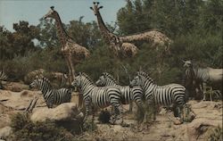 African Veldt Disneyland Anaheim, CA Postcard Postcard Postcard