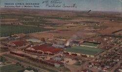 Texsun Citrus Exchange Postcard