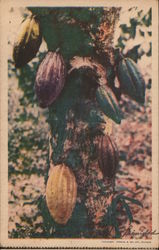 Cocoa Pods Postcard