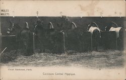 Concours Central Hippique Postcard