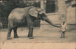 Aus Jardin des Plantes - Le Grand Eléphant Saib et son Postcard