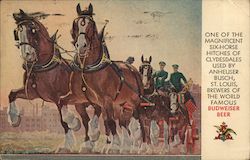 One Of The Magnificent Six-Horse Hitches Of Clydesdales, Used By Anheuser Busch, St. Louis Advertising Postcard Postcard Postcard