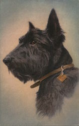 Artist Rendering of a Scottish Terrier Dogs Postcard Postcard Postcard