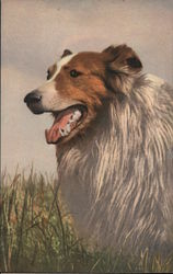 Collie in a Field Dogs Postcard Postcard Postcard